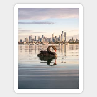 Melbourne Swan at St Kilda Pier Sticker